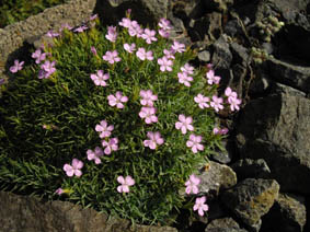 Dianthus webbianus
